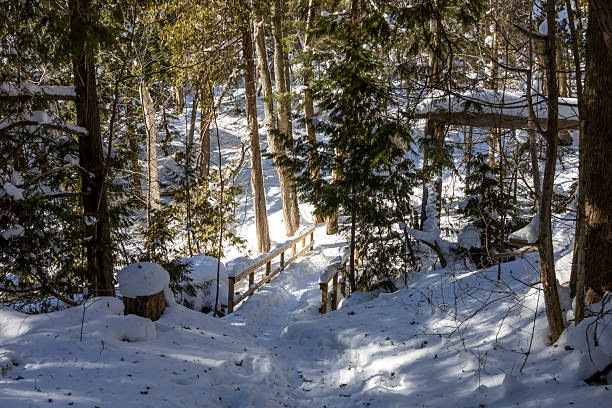 winter landscape