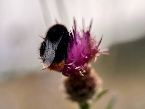 Bumble on a thistle