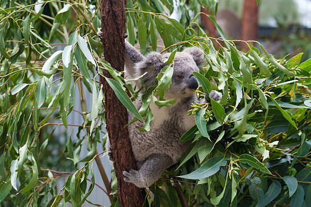 A Koala {bear} an Australian native marsupial in the fork of a Eucalyptus tree.