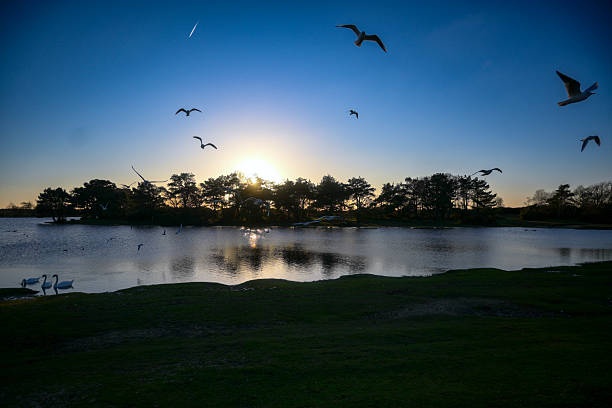 Hatchet Pond accompanied by flying birds at Sunset