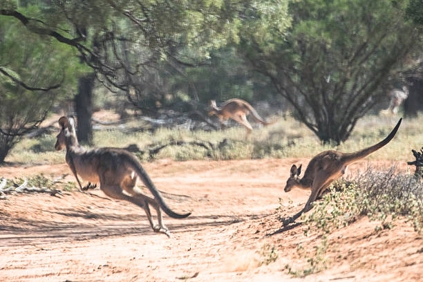 istock Eastern Grey Kangaroos fleeing 2260789046