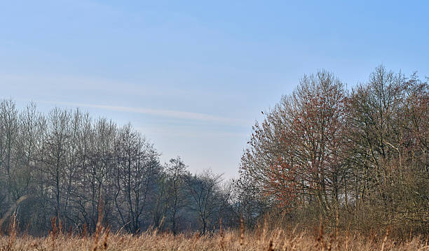 A quiet winter field stretches under a crisp blue sky, framed by leafless trees and tall, dry grasses. The scene exudes calm, solitude, and the expansive mood of the Danish countryside in late autumn to winter. Ideal for nature, travel, and landscape collections.