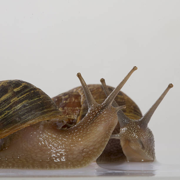 Snail on a white background, close-up, macro photography