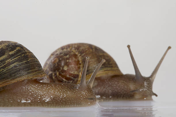 Macrophotography of snail trapped in sandy soil. Small snail with spiral shell crawling. Aquatic plants background, nature, aquarium. Closeup of a snail crawling on sand. Copy Space. Negative Space