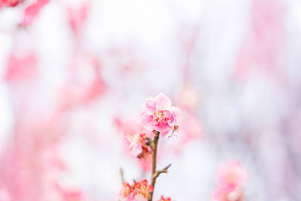 In Japan, plum blossoms bloom during the chilly season before the warmth of spring arrives.