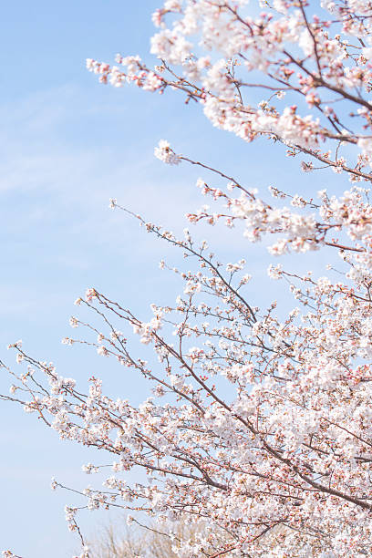 istock Sky with copy space and cherry blossom trees heralding the arrival of spring 2260800242