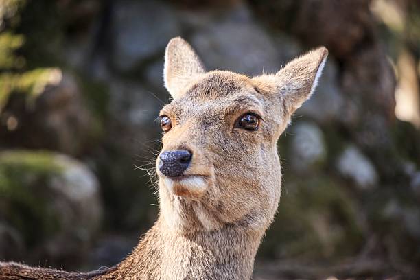 Japan Wildlife