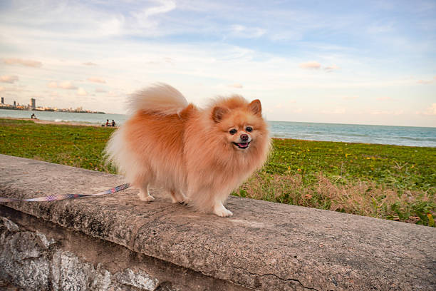 small purebred dog walking on the beach, posing to photo.
