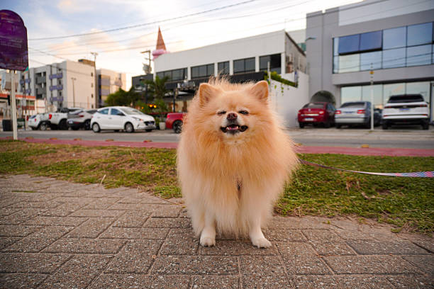 small purebred dog walking on the beach, posing to photo.
