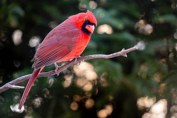 The northern cardinal (Cardinalis cardinalis), also commonly known as the common cardinal, red cardinal, or simply cardinal, is a bird in the genus Cardinalis. It can be found in southeastern Canada, through the eastern United States from Maine to Minnesota to Texas, New Mexico, southern Arizona, southern California and south through Mexico, Belize, and Guatemala.