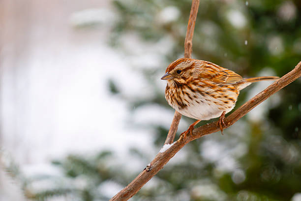 Carolina Wren perched for a portrait