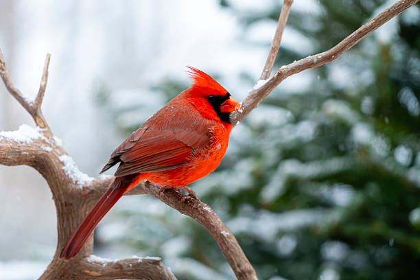 Red male Cardinal perching on a branch, with fall color background,  Ottawa, Ontario, Canada