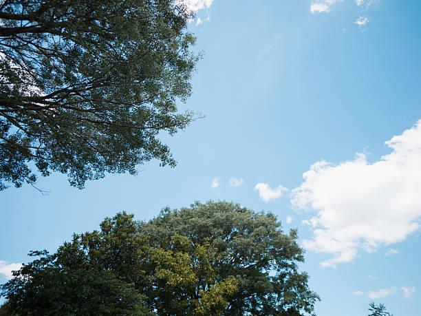 Upward view of green treetops framing a blue sky with white clouds. Ideal image for nature, outdoors, summer, tranquility, environment concepts and backgrounds with space for text.