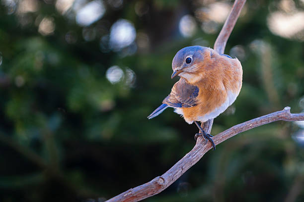 The eastern bluebird is a small North American migratory thrush found in open woodlands, farmlands, and orchards. The bright-blue breeding plumage of the male, easily observed on a wire or open perch, makes this species a favorite of birders.