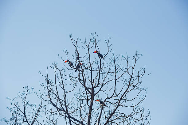 Four Toco toucans are perched high on the leafless branches of a tree against a vibrant, cloudless blue sky.