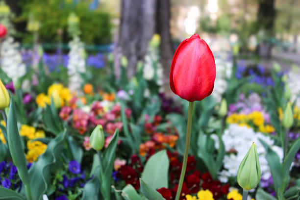 Tulip buds in the garden