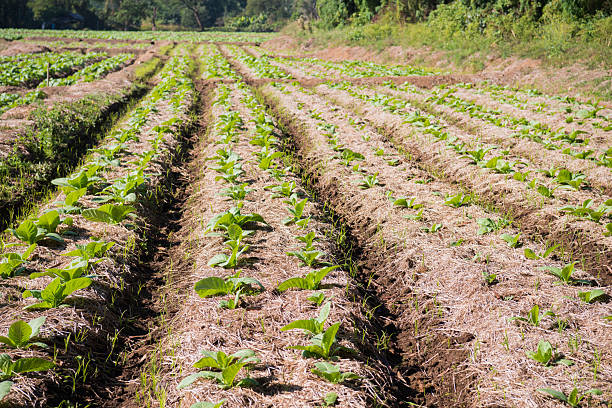 a farm vegetables a lot of mini vegetables