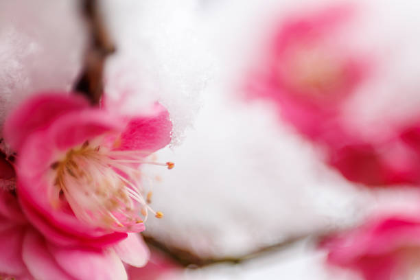 White flowers of branch cherry tree in snow. Spring white flowers