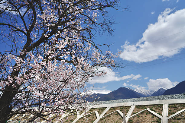 Nyingchi (Linzhi)​ is a prefecture-level city in southeastern Tibet, often called the \