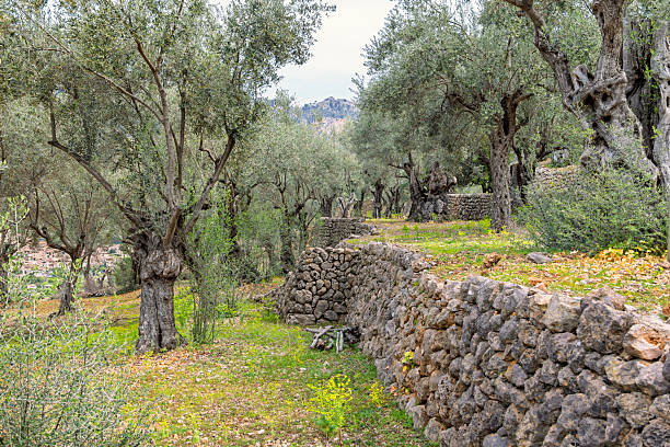 Olive trees and dense green vegetation cover a rolling landscape, with rugged, rocky mountains rising in the background. The area has scattered buildings blending into the natural surroundings. The cloudy sky and mountain range provide a picturesque setting, reflecting Mallorca's serene rural environment.
