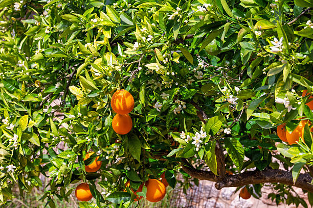 Blossom orange tree with ripe fruits