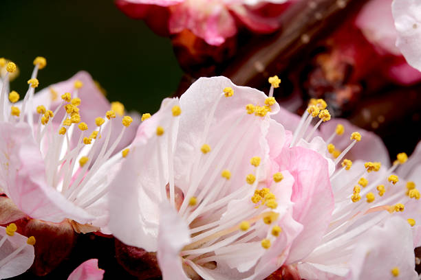 Soft pink apricot flowers burst open, heralding the arrival of spring's warmth.