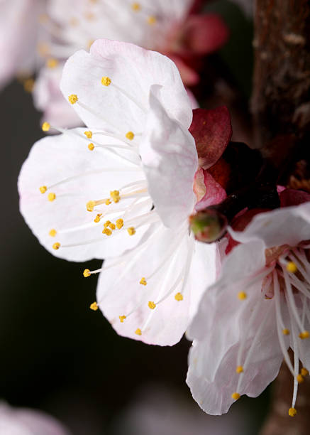 Delicate white cherry blossoms adorned with golden stamens welcome spring days.