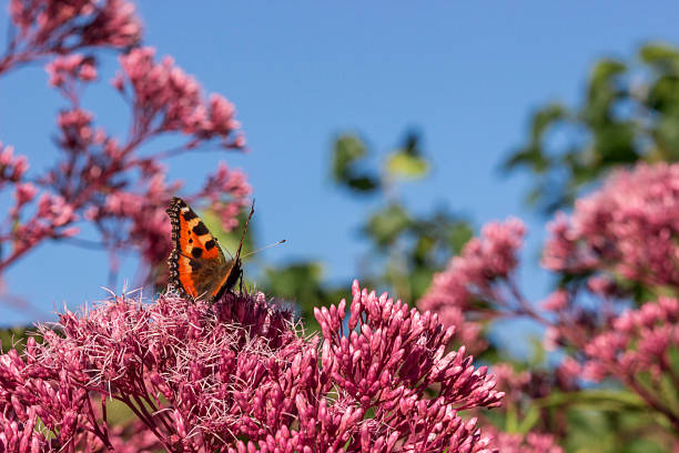 a flower against a blue sky. a colorful photo of wildlife. free space. a shot.