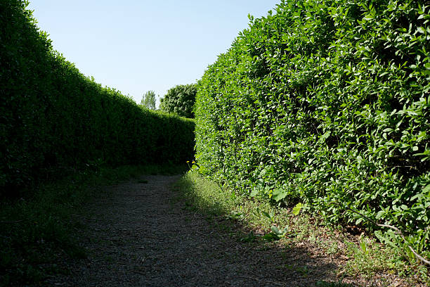 Green maze with a green hedge. Labirint surrounded by high walls of greenery
