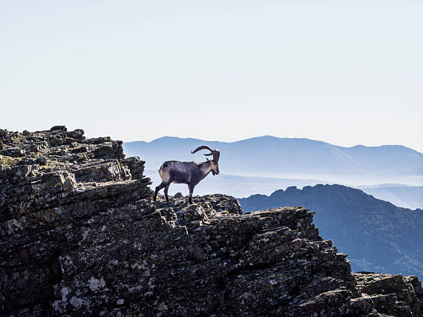 Iberian ibex, also known as the mountain goat, perched on a rock formation in a mountainous environment.. Sierra de Francia Natural Park.