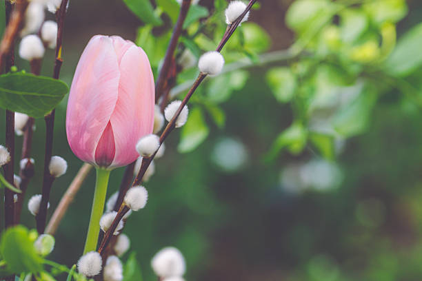 Flowers in the garden