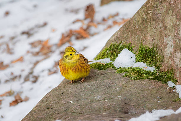 A small, delicate bird is perched quietly in the soft, white snow, observing its surroundings with curiosity and grace