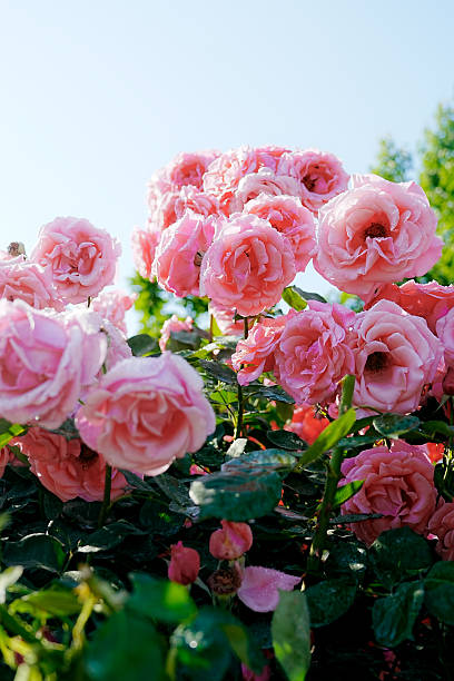 Rose flower with raindrops
