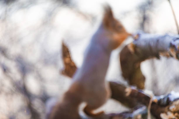 an amusing image of a red squirrel as it stretches from a treen over to a bird feeder as it steals the food.