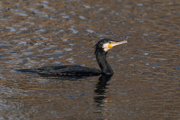 One great cormorant swimming in lake on sunny cold winter day