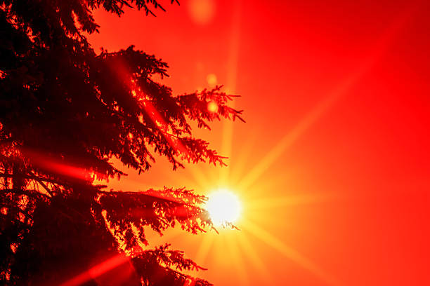 The sun sets low on the horizon, casting bright orange light through the branches of spruce tree. The sky is clear, creating a vivid display of color in the evening. Beautiful sunbeams, space for copy.