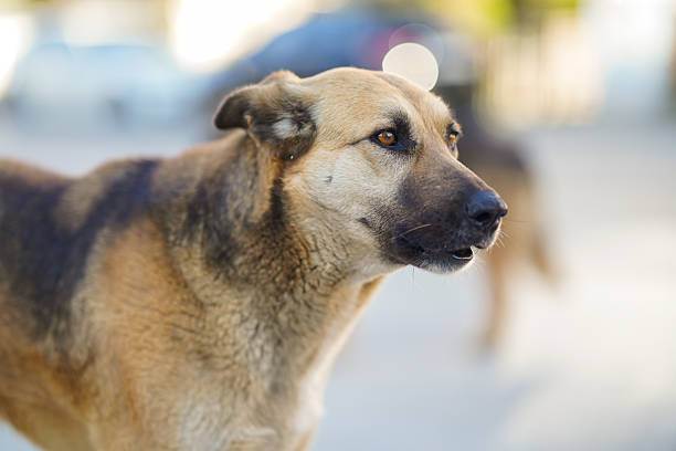 Stray dogs dog living on the street. Native dogs of Thailand.