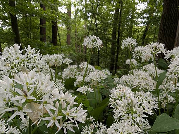 Allium ursinum, commonly known as wild garlic, blooming in the spring sunshine