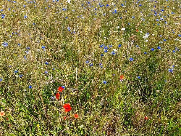 Wildflowers such as poppy and cornflower on a meadow in summer, grown to protect biological diversity.