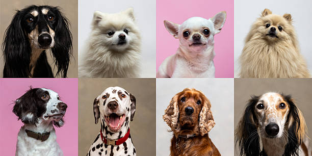 Collage of different breeds of dogs, all sitting in front of different coloured studio backgrounds. The dogs are looking at the camera.