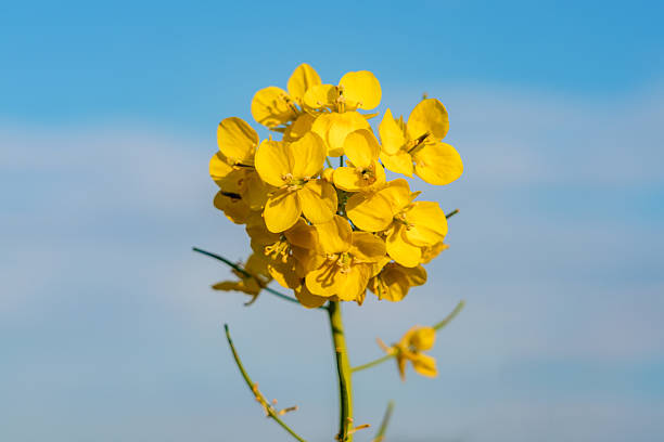 Close-up of rapeseed flowers under the sky