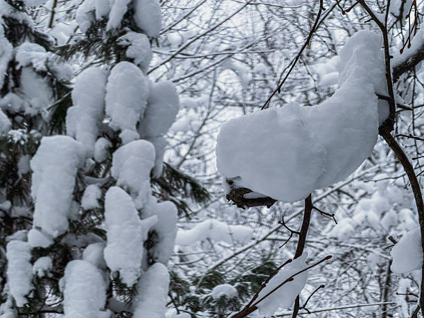 Close-up forest tree covered with snow. Winter Landscape
