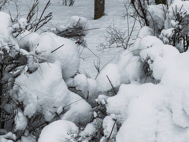 Beautiful forest covered with snow. Winter Landscape