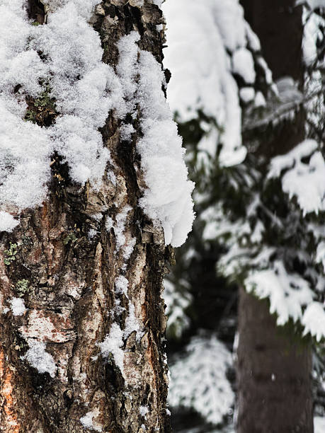 Tree trunk covered with snow. Winter Landscape
