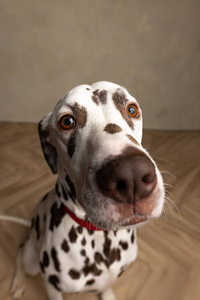 dog close his eye and listens attentively to his owner
