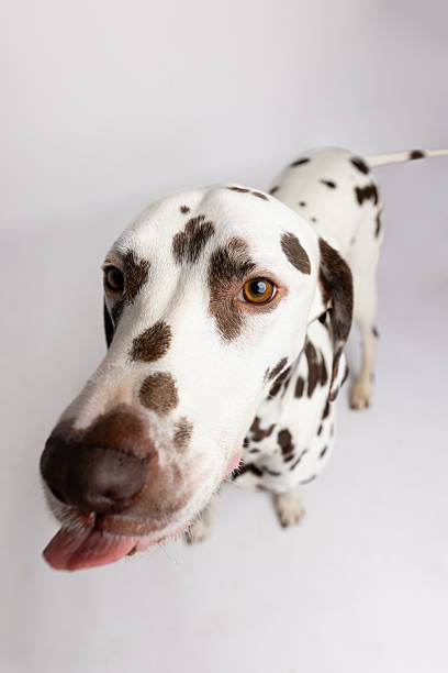 High angel close up shot of a Dalmatian sitting in front of a studio background in the North East of England. He is sticking out his tongue towards the camera.