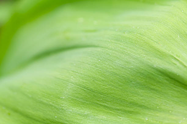 Close-up details of lush green foliage with soft focus, natural background with fresh summer atmosphere