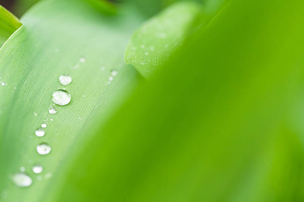Close-up details of lush green foliage with water drops, natural background with fresh summer atmosphere