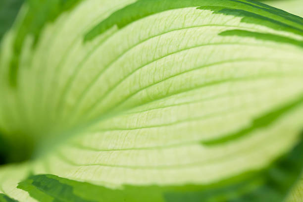 Close-up details of lush green foliage with soft focus, natural background with fresh summer atmosphere