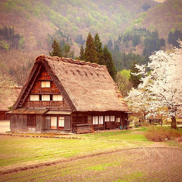 Japan - house with thatched roof and cherry blossom (sakura) in Shirakawa-Go, famous village listed as UNESCO World Heritage Site. Gifu prefecture.